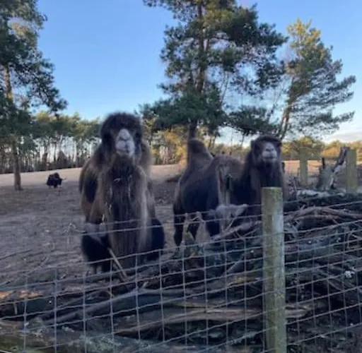 Volledig Opgeknapt Boschalet Met Airco Op De Veluwe Doornspijk